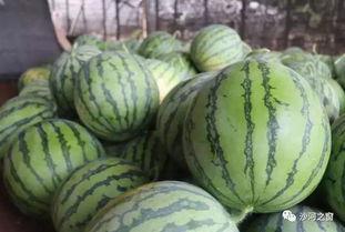 莱州沙河事件吃瓜,揭秘背后真相，吃瓜群众围观