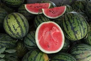 抢吃瓜,抢吃瓜大战一触即发