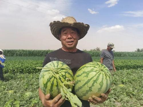 抢吃瓜,抢吃瓜大战一触即发