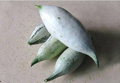 老鼠瓜能晒干吃吗